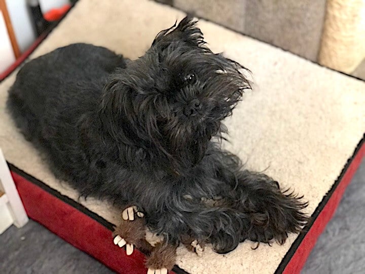 Image of Toy Dog Affenpinscher named Busby Image of Toy Dog Affenpinscher named Busby