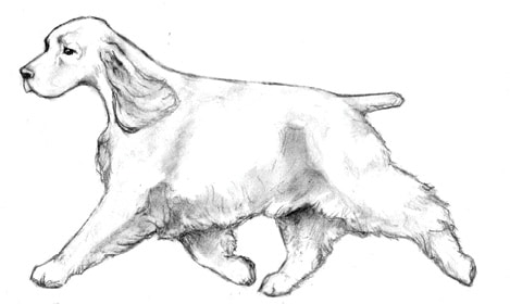 Balance and Moderation in the English Cocker Spaniel