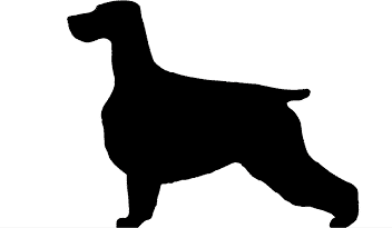 Balance and Moderation in the Breed | Cocker Spaniel Balance and Moderation in the Breed | Cocker Spaniel