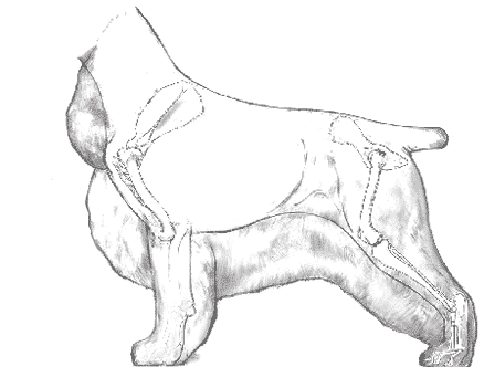 Balance and Moderation in the Breed | Cocker Spaniel Balance and Moderation in the Breed | Cocker Spaniel