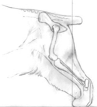 Balance and Moderation in the Breed | Cocker Spaniel Balance and Moderation in the Breed | Cocker Spaniel