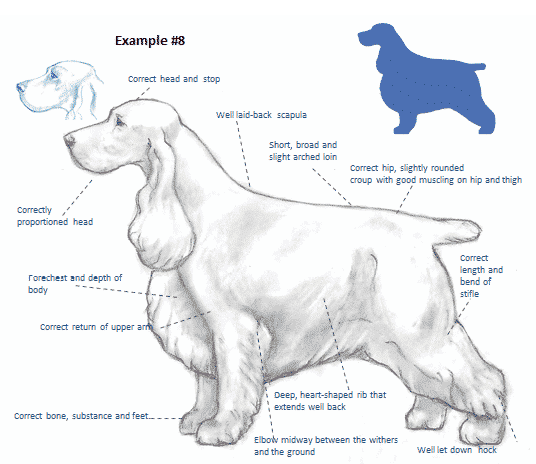 Balance and Moderation in the English Cocker Spaniel