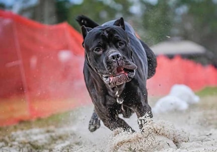 Cane Corso Cane Corso