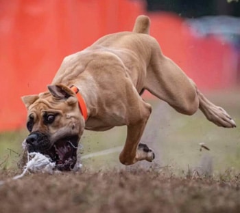 Cane Corso Cane Corso