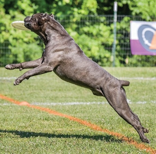 Cane Corso Cane Corso