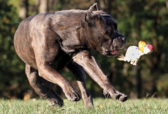 The Cane Corso – Yes, Size Does Matter