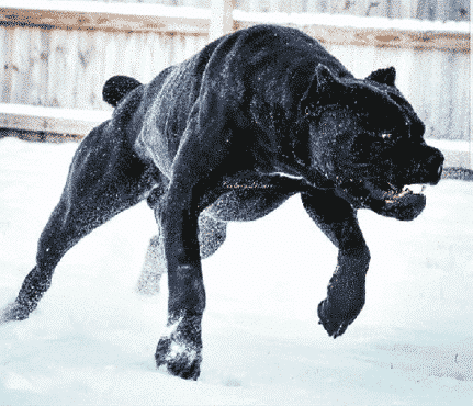Cane Corso Cane Corso