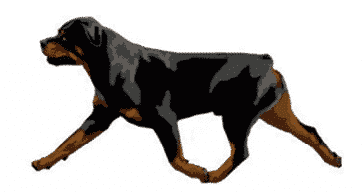 Judging Rottweilers | Breed Type & Movement Judging Rottweilers | Breed Type & Movement