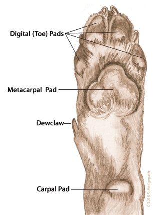 No Foot, No Dog Figure 1. The Forefoot from Underneath