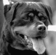 Judging Rottweilers | Breed Type & Movement Judging Rottweilers | Breed Type & Movement