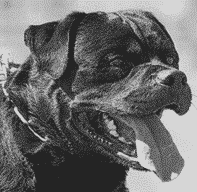 Judging Rottweilers | Breed Type & Movement Judging Rottweilers | Breed Type & Movement