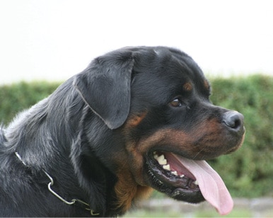 The Rottweiler Gestalt The Rottweiler Gestalt