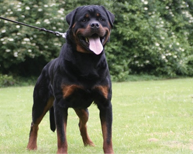 The Rottweiler The Rottweiler