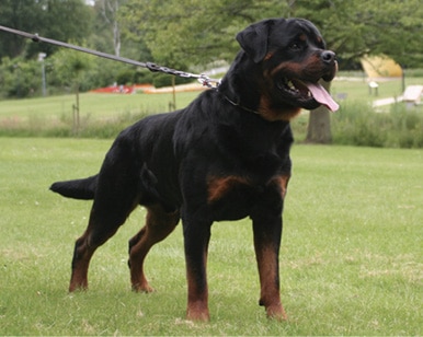 The Rottweiler The Rottweiler