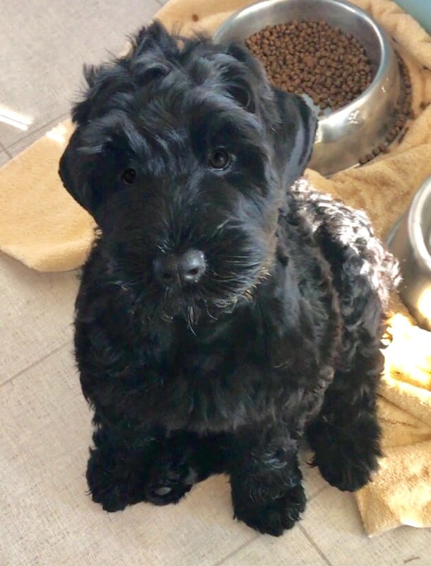 The Black Russian Terrier : A Picture of Health The Black Russian Terrier : A Picture of Health