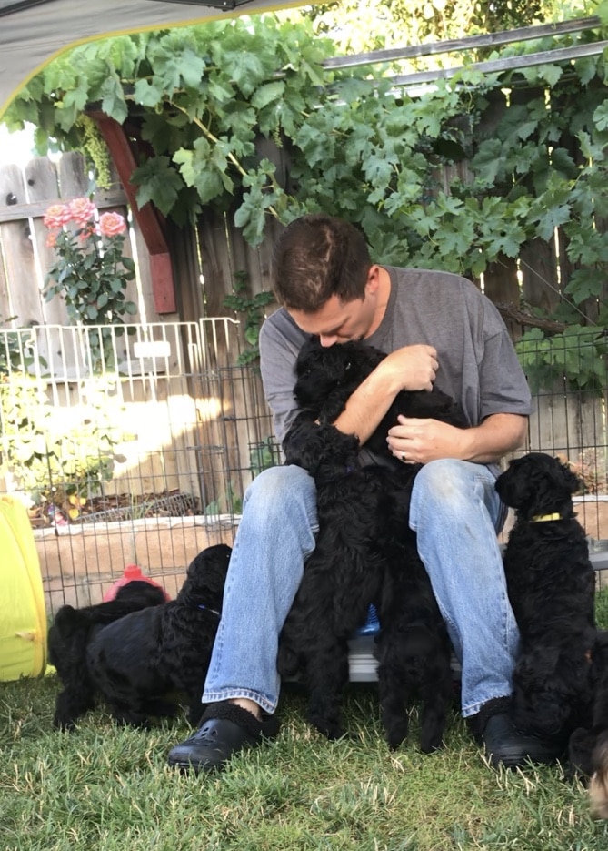 The Black Russian Terrier : A Picture of Health The Black Russian Terrier : A Picture of Health