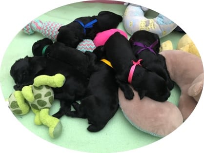 The Black Russian Terrier : A Picture of Health The Black Russian Terrier : A Picture of Health