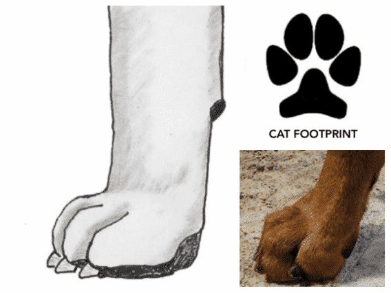 No Foot, No Dog Figure 3. Cat Foot