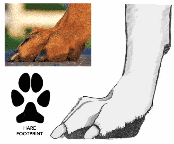 No Foot, No Dog Figure 4. Hare Foot
