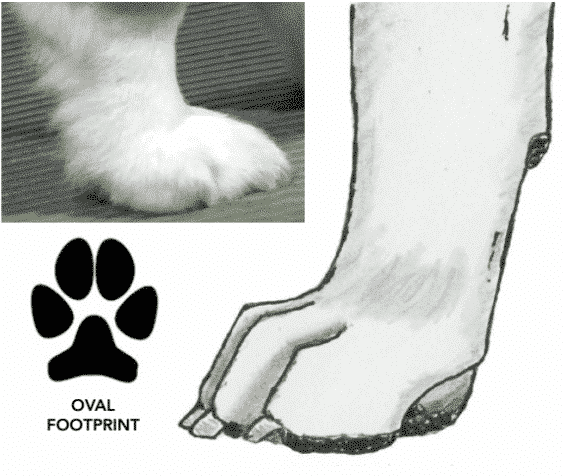 No Foot, No Dog Figure 5. Oval Foot.