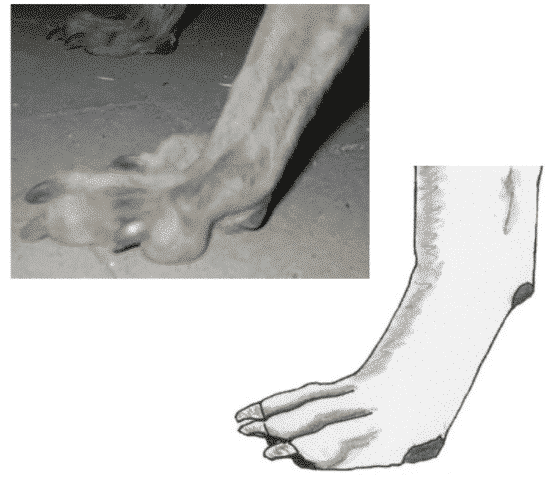 No Foot, No Dog Figure 6. Flat Foot.