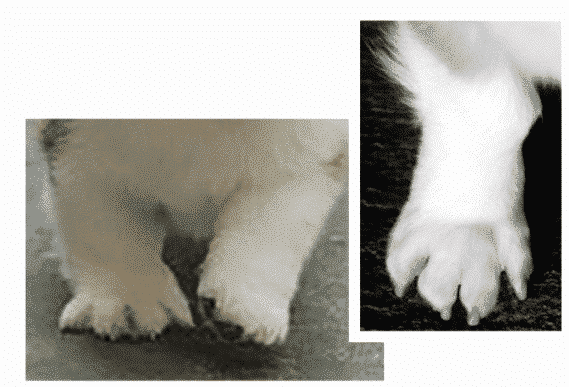 No Foot, No Dog Figure 7. Splayed Foot Standing and in Motion.