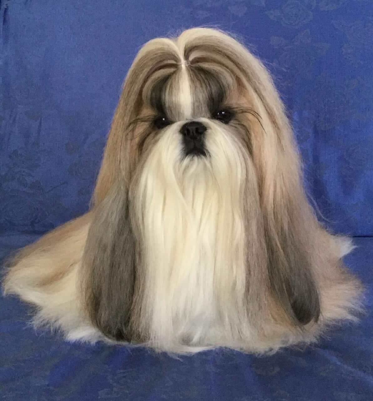 The Shih Tzu Topknot The Shih Tzu Topknot