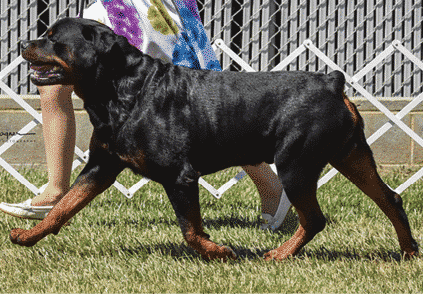 The Rottweiler Gestalt