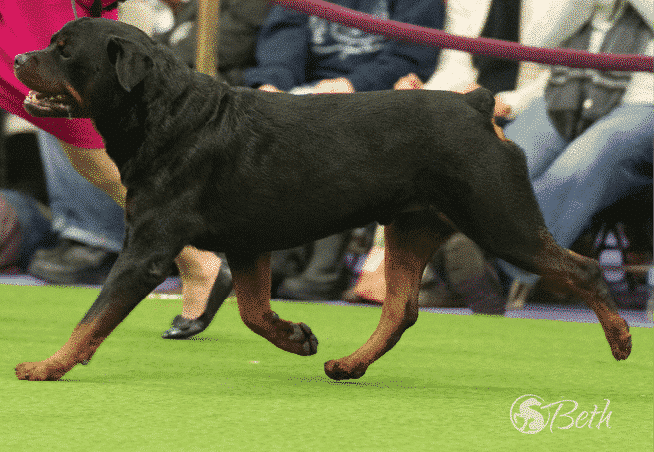 The Rottweiler The Rottweiler