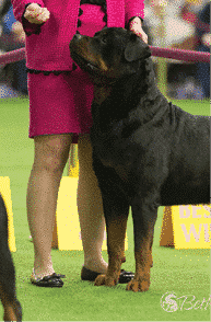The Rottweiler The Rottweiler