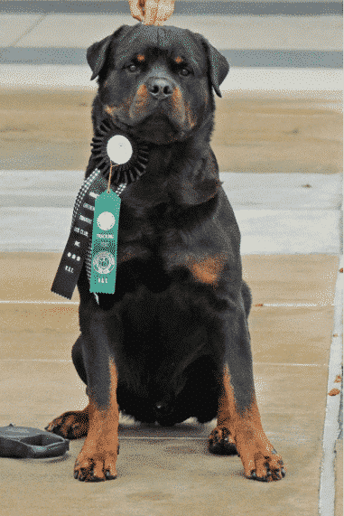 The best part of this photo? You might think it’s the clean head, beautiful dark eyes and mouth, strong feet, or color and size of markings, but IMO it’s the ribbon for his tracking title. WORK is our most important breed trait!