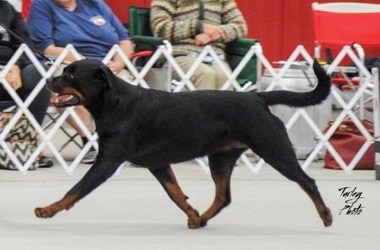 The Rottweiler Gestalt