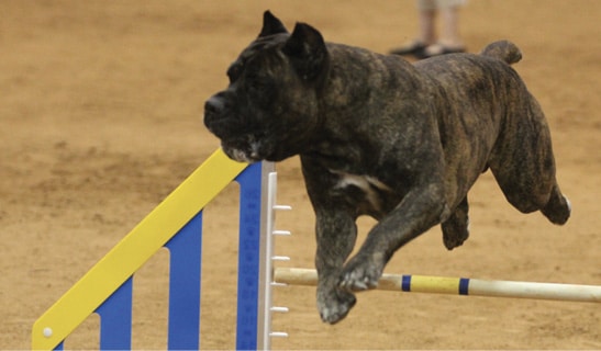The Cane Corso – Yes, Size Does Matter