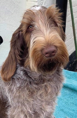 The Spinone Italiano | A Well-Made Puzzle The Spinone Italiano | A Well-Made Puzzle