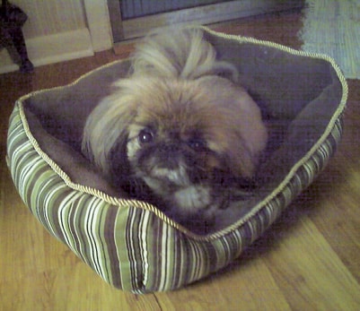 Living with Pekingese