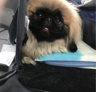 Living with Pekingese Living with Pekingese
