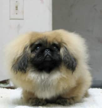Living with Pekingese Living with Pekingese