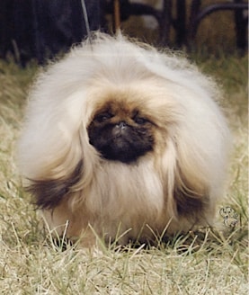 Living with Pekingese Living with Pekingese