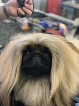 Living with Pekingese
