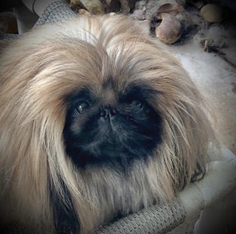 Living with Pekingese