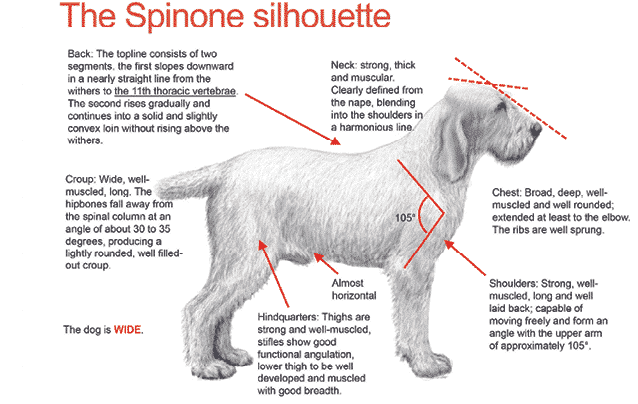 The Spinone Italiano | A Well-Made Puzzle The Spinone Italiano | A Well-Made Puzzle