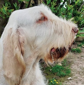 The Spinone Italiano | A Well-Made Puzzle The Spinone Italiano | A Well-Made Puzzle