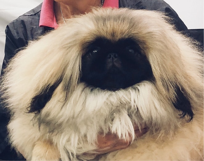Living with Pekingese Living with Pekingese