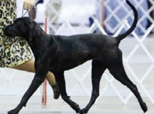 Coonhound Structure Coonhound Structure