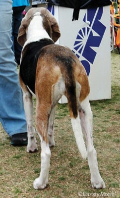 Coonhound Structure Coonhound Structure