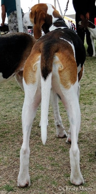 What is the correct Coonhound Structure?