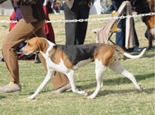 What is the correct Coonhound Structure?