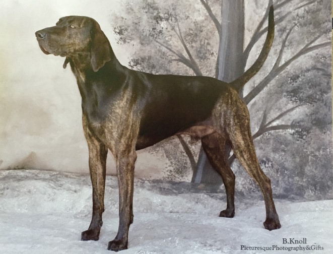 Amanda Alexander’s superb Plott, BIS GCH CNC CCH Black Monda