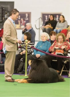 Dawa Tibetan Mastiffs | Dan Nechemias & Lois Claus