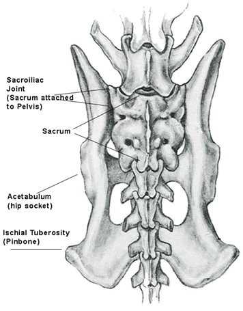 A Closer Look at the Canine Spine
